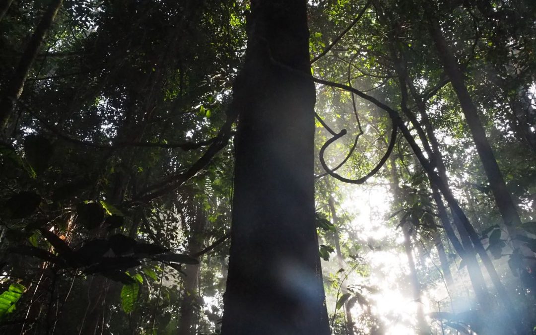 Vamos a la selva!